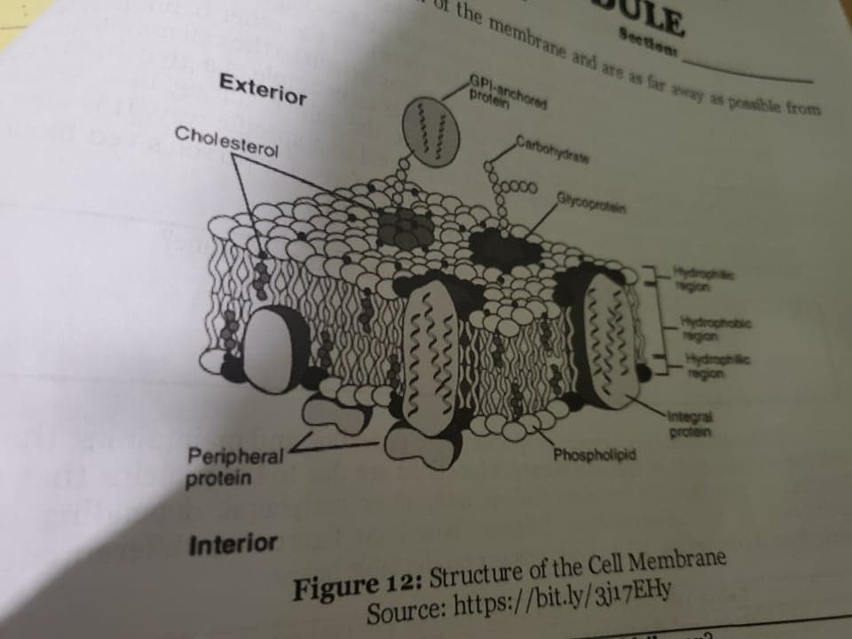LE
Seetions
the membrane and are as far away as possble from
GPI-anchored
protein
Exterior
Carbohydrate
Cholesterol
Glycoprotein
Hydirophilic
egion
Hydrophobic
region
Hydrophilic
region
Integral
protein
Phospholipid
Peripheral
protein
Figure 12: Structure of the Cell Membrane
Source: https://bit.ly/3]17EHY
Interior
Www
