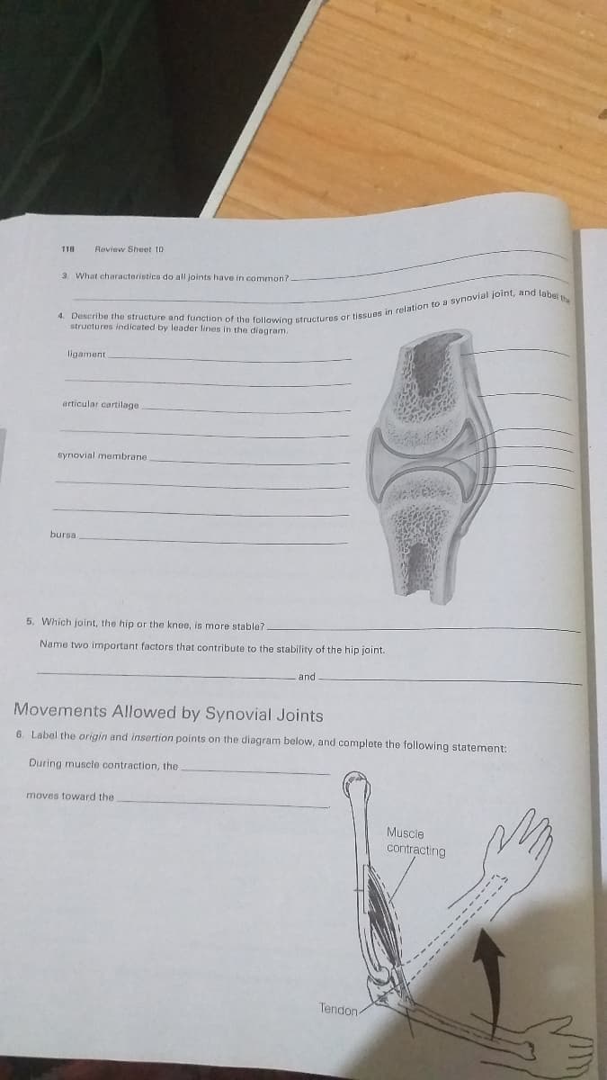 118
Review Sheet 10
3. What characteristics do all joints have in common?.
structures indicated by leader lines in the diagram.
ligament
articular cartilage
synovial membrane
bursa
5. Which joint, the hip or the knee, is more stable?
Name two important factors that contribute to the stability of the hip joint.
and
Movements Allowed by Synovial Joints
6. Label the origin and insertion points on the diagram below, and complete the following statement:
During muscle contraction, the
moves toward the
Muşcle
contracting
----
Tendon
------ -----
