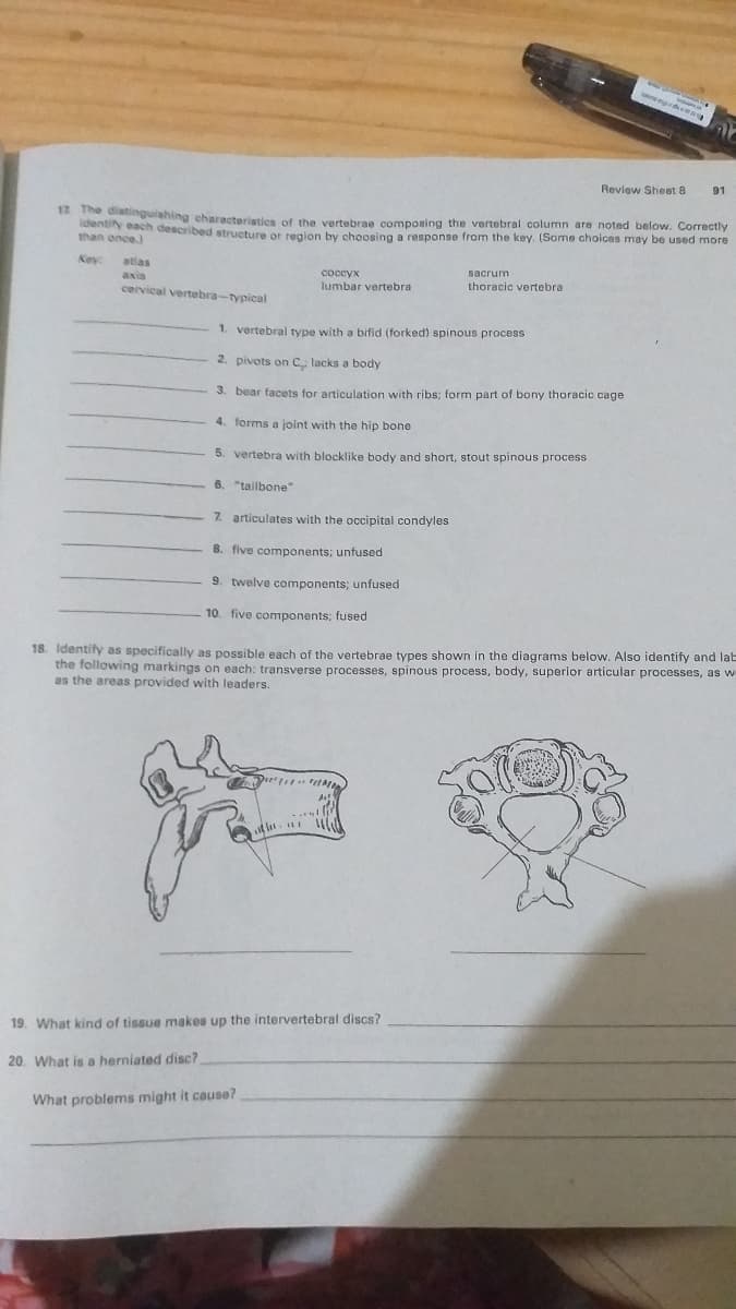 Review Sheet 8
91
A stinguishing eharacteristica of the vertebrae componing the vertebral column are noted below. Correctly
n a n described structure or region by choosing a response from the key. (Some choices may be used more
than once)
Key
atlas
sacrum
соссух
lumbar vertebra
axis
thoracic vertebra
cervical vertebra-typical
1. vertebral type with a bifid (forked) spinous process
2. pivots on C lacks a body
3. bear facets for articulation with ribs; form part of bony thoracic cage
4. forms a joint with the hip bone
5. vertebra with blocklike body and short, stout spinous process
6. "tailbone"
7. articulates with the occipital condyles
8. five components; unfused
9. twelve components; unfused
10. five components; fused
18. Identify as specifically as possible each of the vertebrae types shown in the diagrams below. Also identify and lat
the following markings on each: transverse processes, spinous process, body, superior articular processes, as w
as the areas provided with leaders.
19. What kind of tissue makes up the intervertebral discs?
20. What is a herniated disc?
What problems might it cause?
