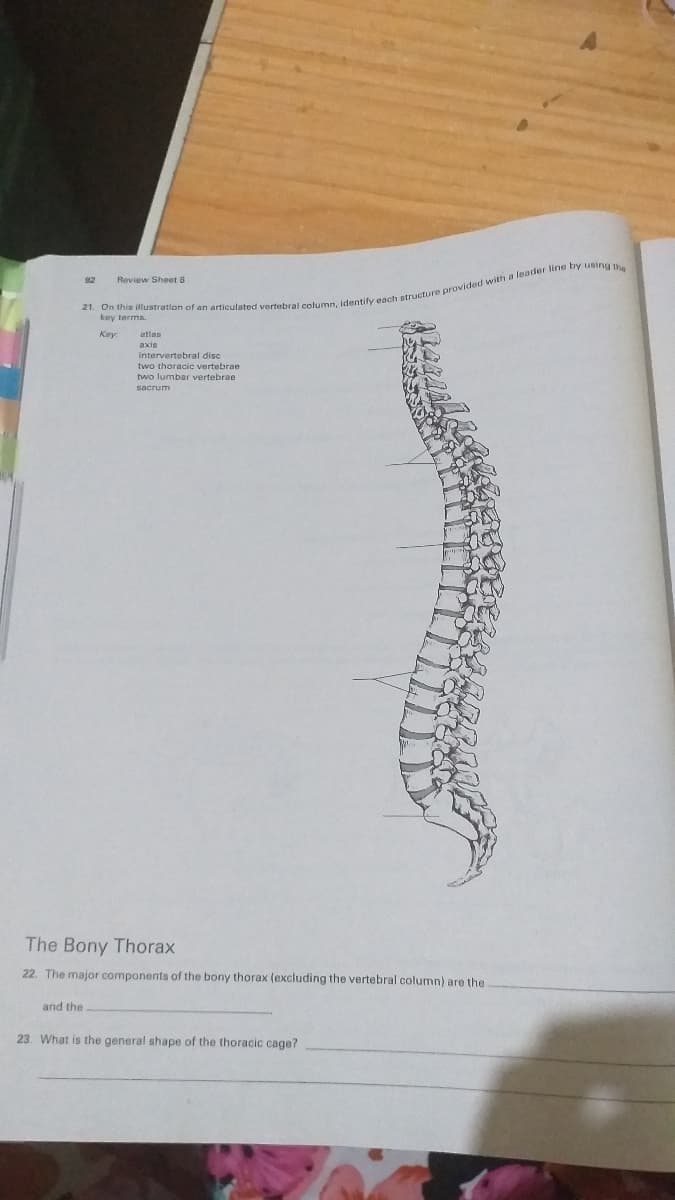92
Review Sheet 8
key terms.
Kay
atlas
axis
intervertebral disc
two thoracic vertebrae
two lumbar vertebrae
sacrum
The Bony Thorax
22. The major components of the bony thorax (excluding the vertebral column) are the
and the
23. What is the general shape of the thoracic cage?
