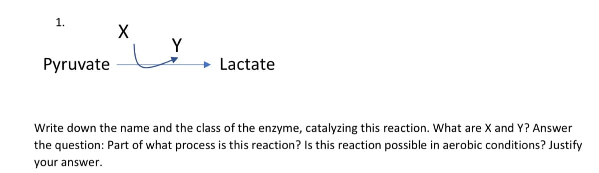 1.
Y
Pyruvate
+ Lactate
Write down the name and the class of the enzyme, catalyzing this reaction. What are X and Y? Answer
the question: Part of what process is this reaction? Is this reaction possible in aerobic conditions? Justify
your answer.
