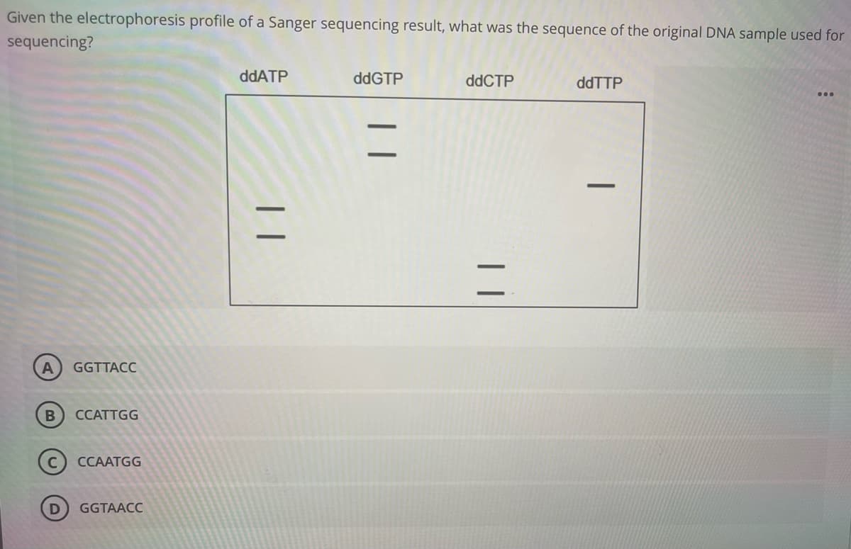 Given the electrophoresis profile of a Sanger sequencing result, what was the sequence of the original DNA sample used for
sequencing?
ddATP
ddGTP
ddCTP
ddTTP
-
GGTTACC
B
CCATTGG
CCAATGG
GGTAACC
| |
| |
