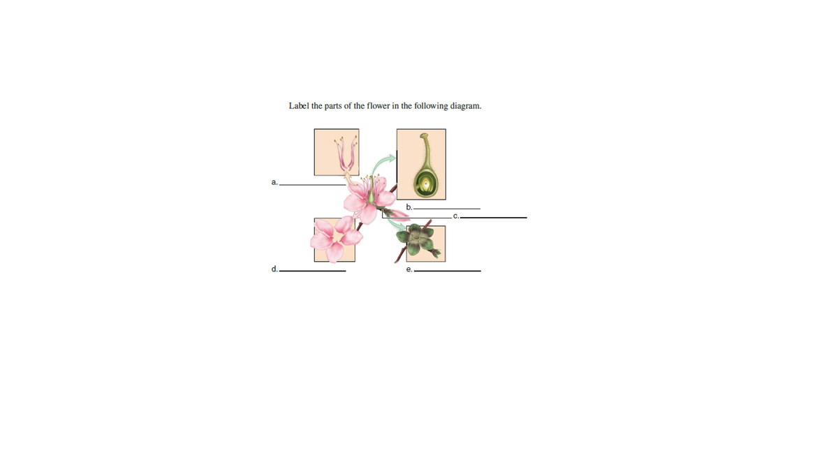 Label the parts of the flower in the following diagram.
a.
d.
