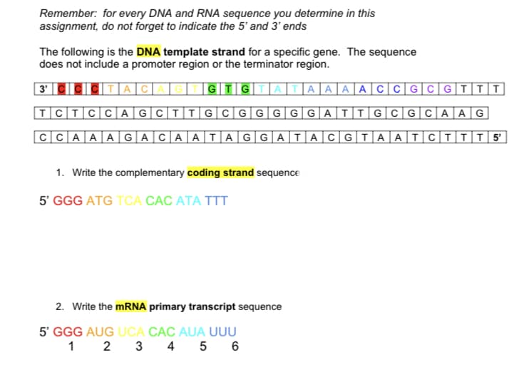 Remember: for every DNA and RNA sequence you determine in this
assignment, do not forget to indicate the 5' and 3' ends
The following is the DNA template strand for a specific gene. The sequence
does not include a promoter region or the terminator region.
3'
| A|C|A|
|GT|G|T|ATAA A A CC G|CGIIT
TCTCC|AG|CT|T|G|C|G|G|G| G|G|A|T|T|G|C|G|C|A |A G
CCAAA|G|ACAA|TAGG|ATACGTA |ATCTTT| 5'
1. Write the complementary coding strand sequence
5' GGG ATG TCA CAC ATA TTT
2. Write the MRNA primary transcript sequence
5' GGG AUG UCA CÁC AUA UUU
1 2
3 4 5 6

