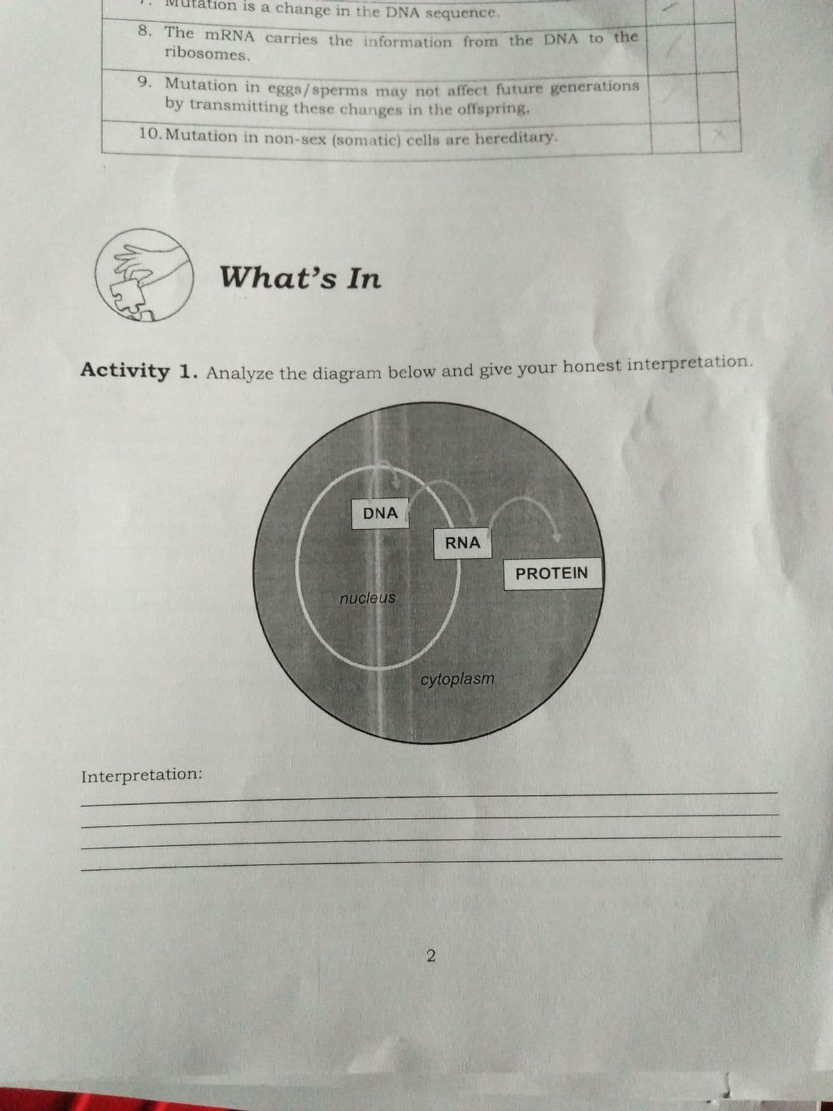 on is a change in the DNA sequence.
0. The mRNA carries the information from the DNA to the
ribosomes.
9. Mutation in eggs/sperms may not affect future generations
by transmitting these changes in the offspring.
10. Mutation in non-sex (somatic) cells are hereditary.
What’s In
Activity 1. Analyze the diagram below and give your honest interpretation.
DNA
RNA
PROTEIN
nucleus
cytoplasm
Interpretation:
2.
