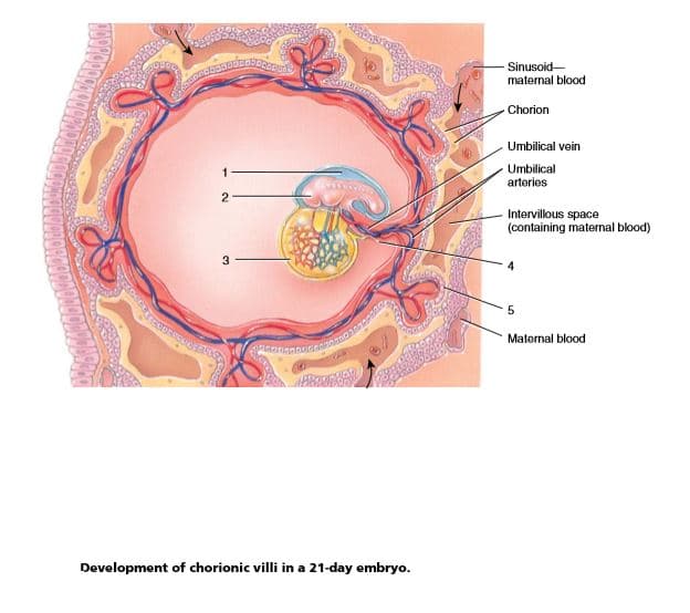 Sinusoid-
maternal blood
Chorion
Umbilical vein
Umbilical
arteries
Intervillous space
(containing maternal blood)
3
5
Maternal blood
Development of chorionic villi in a 21-day embryo.
