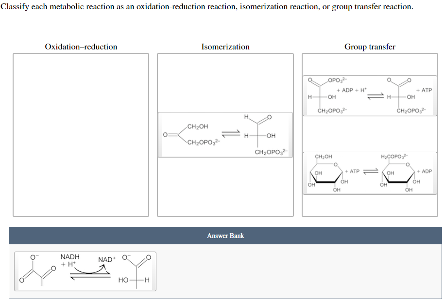 Classify each metabolic reaction as an oxidation-reduction reaction, isomerization reaction, or group transfer reaction.
Oxidation-reduction
NADH
+ H+
NAD+
HO
-H
Isomerization
CH₂OH
CH₂OPO3²-
H
You
H-
-OH
Answer Bank
CH₂OPO3²-
H
CH₂OH
OH
OH
OPO3²-
Group transfer
-OH
CH₂OPO3²-
+ ADP + H*
OH
+ ATP
OH
H₂COPO ²-
OH
OH
-OH
CH₂OPO₂²-
+ ATP
OH
+ADP
OH