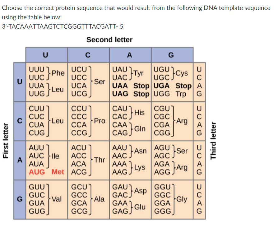 Choose the correct protein sequence that would result from the following DNA template sequence
using the table below:
3'-TACAAATTAAGTCTCGGGTTTACGATT- 5'
Second letter
U
A
G
UUU
-Phe
UAU Tyr
UGU
UCU
UCC
UCA
U
UUC
U
UUA
UGCCYS
C
UAA Stop UGA Stop A
UAC
Ser
Leu UCG,
UUG J
UAG Stop UGG Trp
CUU
CỤC
CCU)
ССС
ССА
CCG
CGU
CGC
Arg
CAU1
His
САС.
CAA
Leu
Pro
CUA
CGA
CUG
CAG GIn
CGG
AAU Asn
ААС.
AGU Se
AUU
ACU
AUC le
А
AUA
АСС
АCА
AGC
Thr
AGAJArg
AAA
A
AUG Met ACG
| AAGLYS
AGG.
G
GUU)
GUC
· Val
GCU
GCC
GCA
GCG
GGU
GGC
Gly
GAU1
GACS
Asp
C
Ala
GUA
GAA
Glu
GAG.
GGA
A
GUG
GGG
G
First letter
JUAG
Third letter
