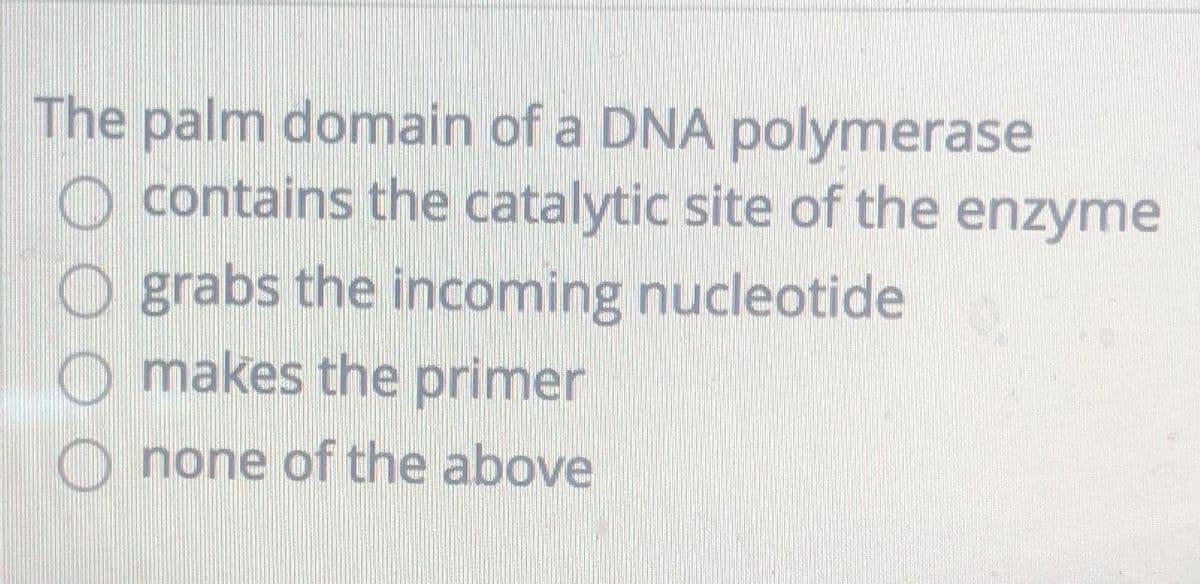 The palm domain of a DNA polymerase
O contains the catalytic site of the enzyme
grabs the incoming nucleotide
Omakes the primer
none of the above