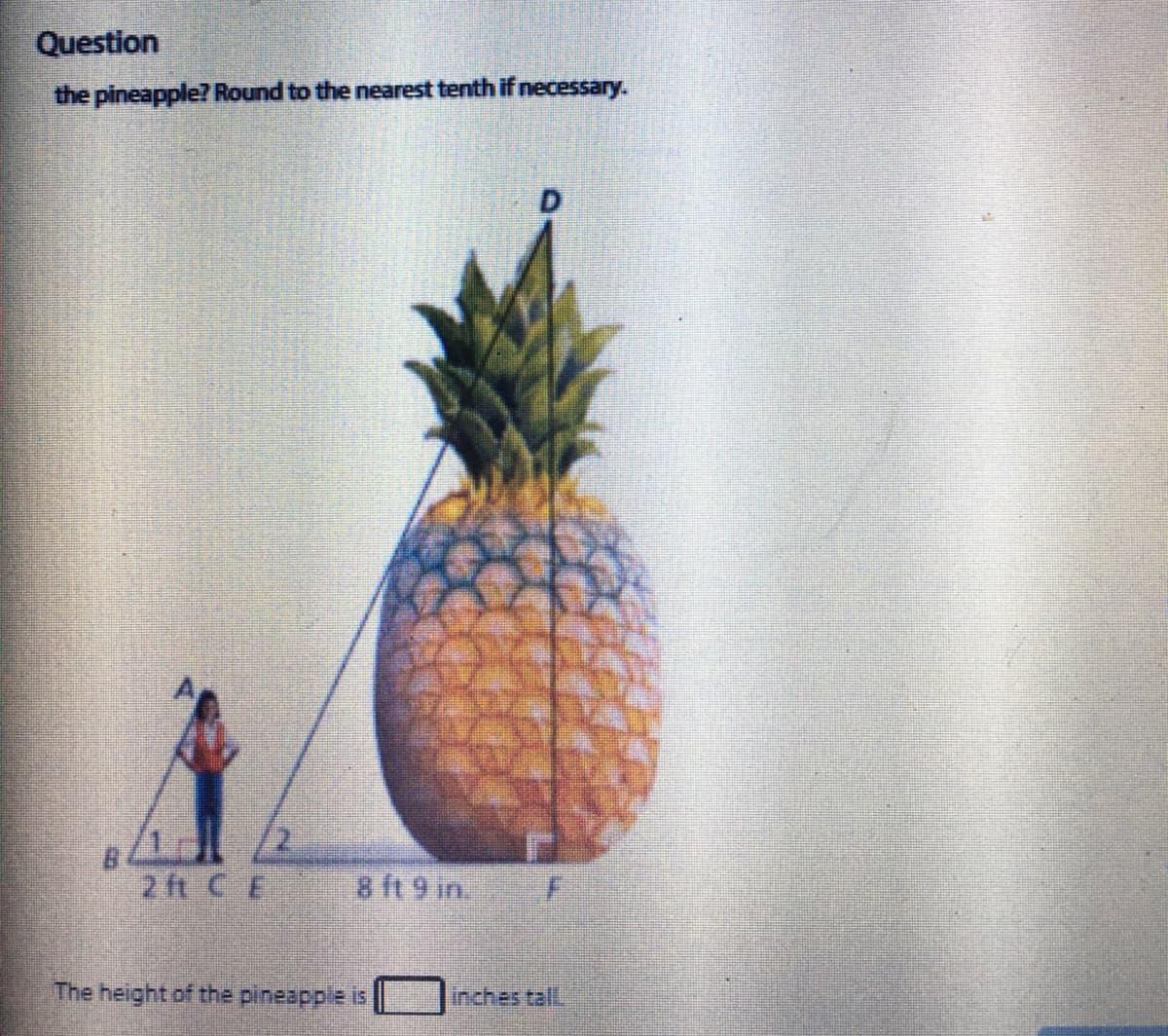 Question
the pineapple? Round to the nearest tenth if necessary.
2 ft C E
8 ft 9 in.
The height of the pineapple is
inches tall
