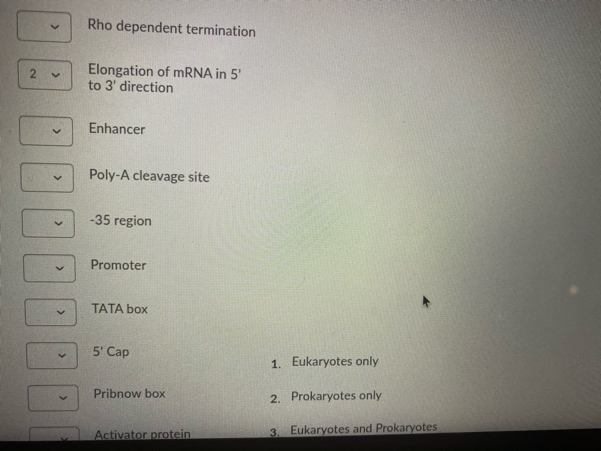 Rho dependent termination
Elongation of MRNA in 5'
to 3' direction
Enhancer
Poly-A cleavage site
-35 region
Promoter
ТАТА box
5 Сap
1. Eukaryotes only
Pribnow box
2. Prokaryotes only
Activator protein
3.
Eukaryotes and Prokaryotes
