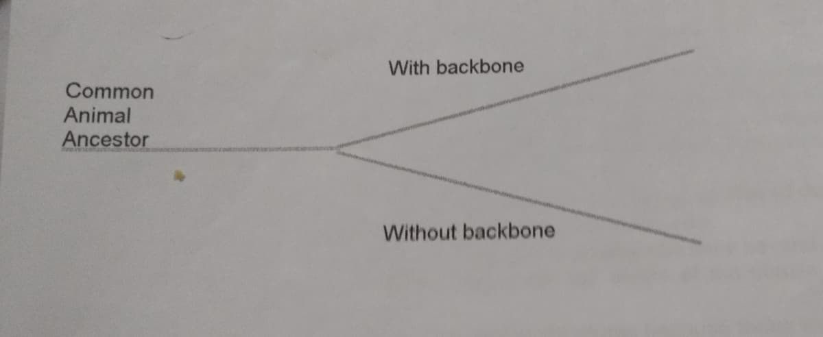 With backbone
Common
Animal
Ancestor
Without backbone
