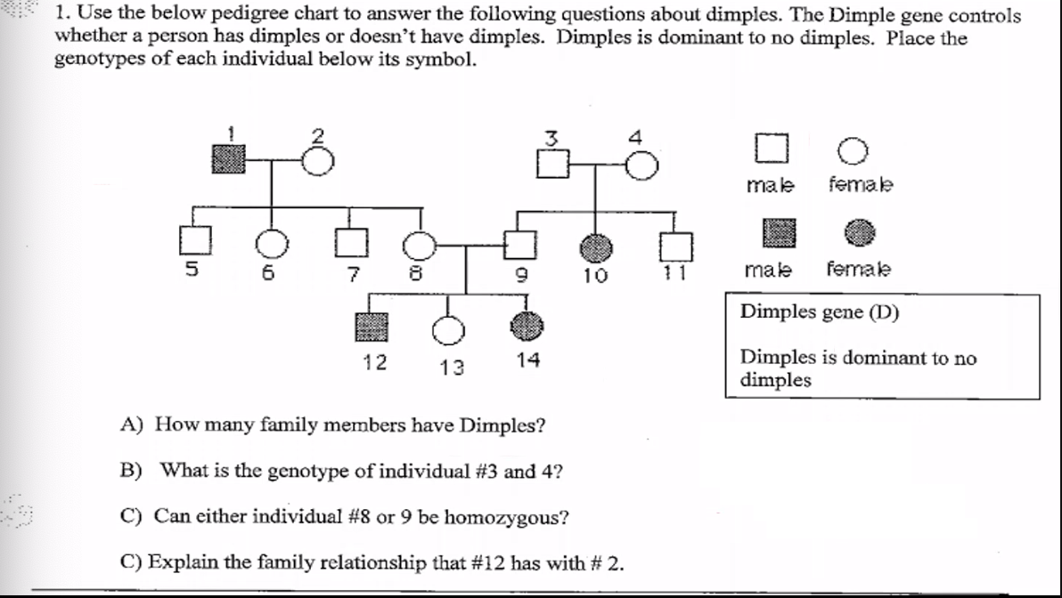 1. Use the below pedigree chart to answer the following questions about dimples. The Dimple gene controls
whether a person has dimples or doesn't have dimples. Dimples is dominant to no dimples. Place the
genotypes of each individual below its symbol.
male
female
7
10
11
male
femake
Dimples gene (D)
Dimples is dominant to no
dimples
12
13
14
A) How many family members have Dimples?
B) What is the genotype of individual #3 and 4?
C) Can either individual #8 or 9 be homozygous?
C) Explain the family relationship that #12 has with # 2.
