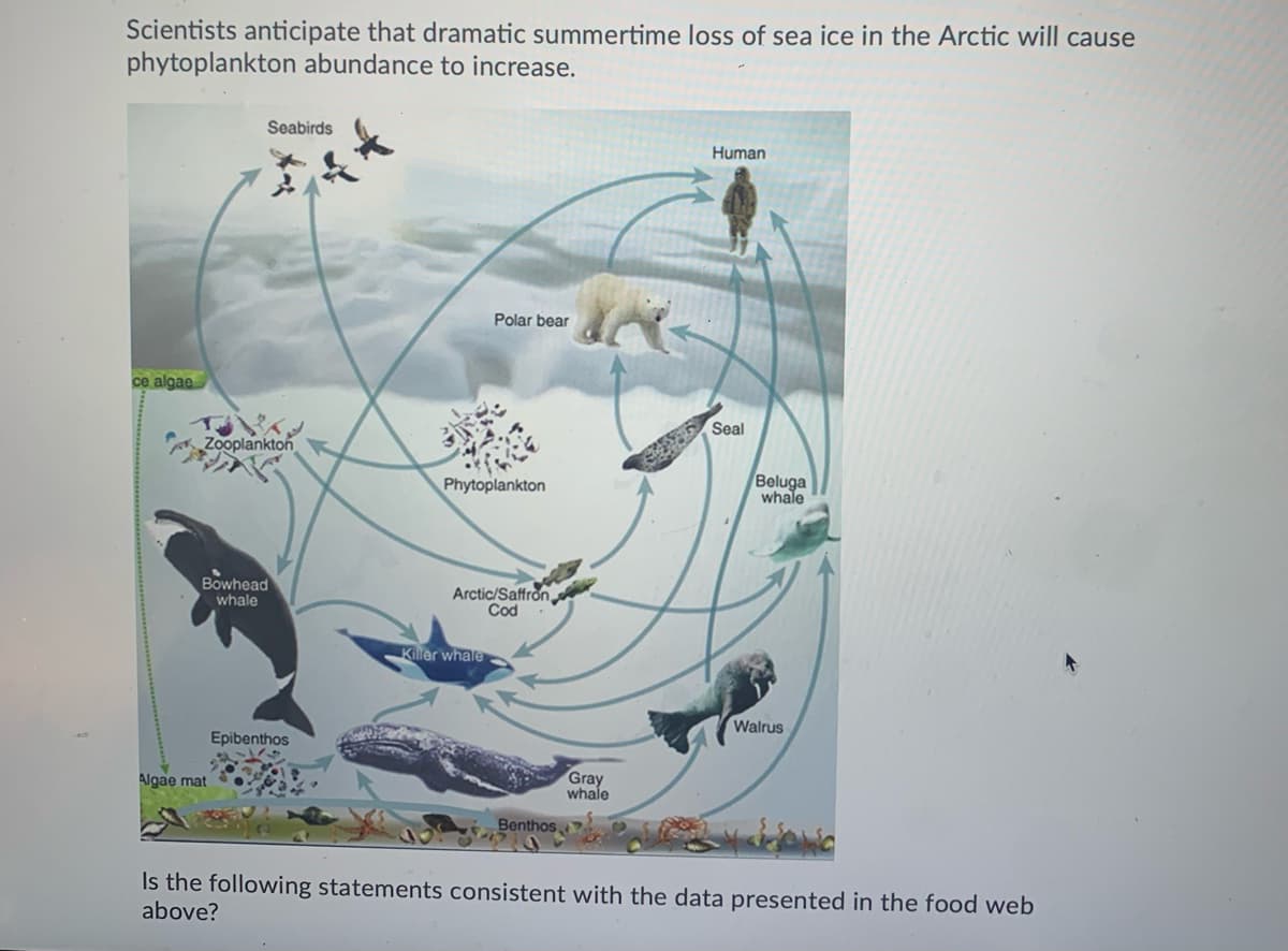 Scientists anticipate that dramatic summertime loss of sea ice in the Arctic will cause
phytoplankton abundance to increase.
Seabirds
Human
Polar bear
ce algae
Seal
Zooplankton
Phytoplankton
Beluga
whale
Bowhead
whale
Arctic/Saffron
Cod
Killer whale
Walrus
Epibenthos
Algae mat
Gray
whale
Benthos
Is the following statements consistent with the data presented in the food web
above?
