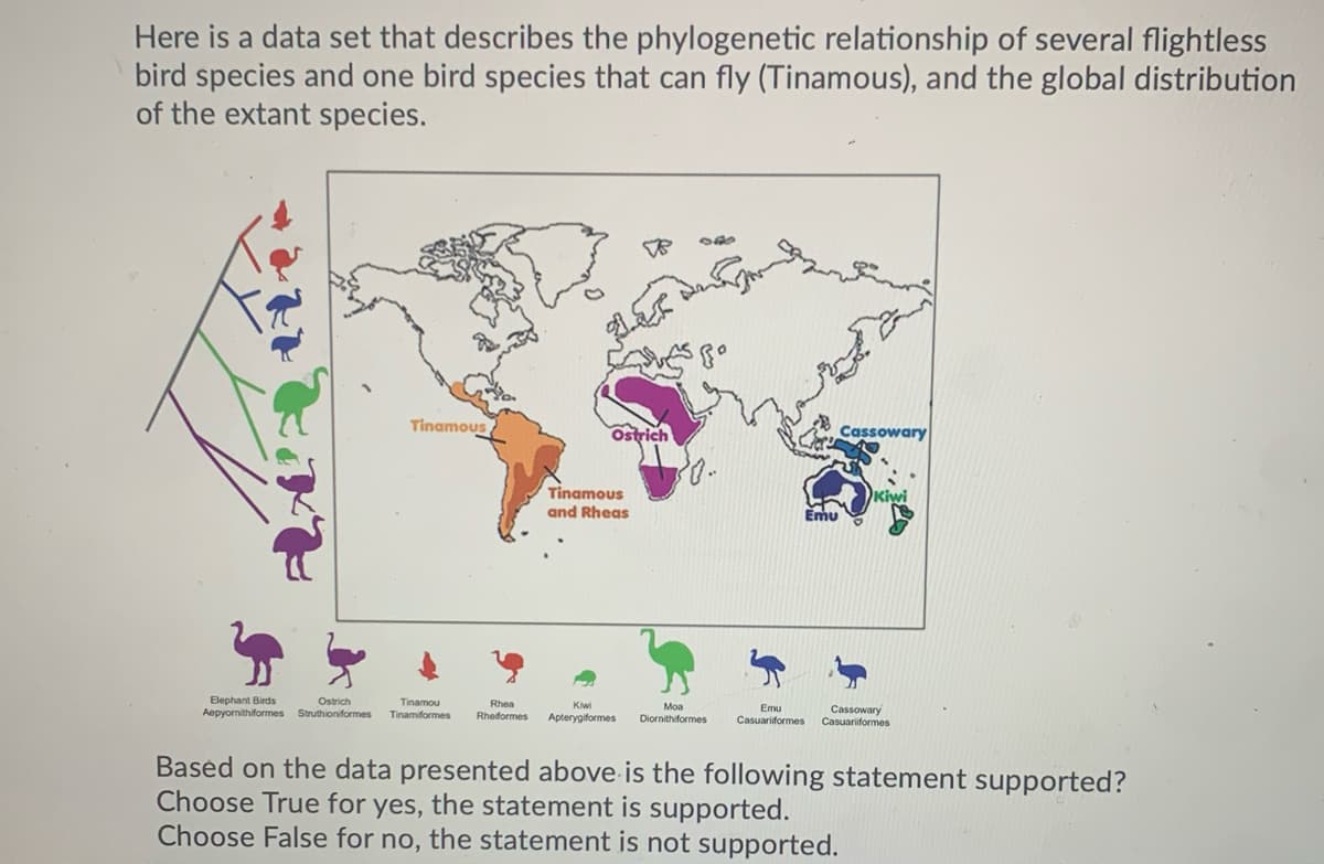 Here is a data set that describes the phylogenetic relationship of several flightless
bird species and one bird species that can fly (Tinamous), and the global distribution
of the extant species.
Tinamous
Ostrich
Cassowary
Tinamous
and Rheas
Elephant Birds
Aepyornithiformes Struthioniformes
Ostrich
Tinamou
Tinamiformes
Rhea
Kiwi
Moa
Cassowary
Casuariiformes
Emu
Rheiformes
Apterygiformes
Diornithiformes
Casuariformes
Based on the data presented above is the following statement supported?
Choose True for yes, the statement is supported.
Choose False for no, the statement is not supported.
