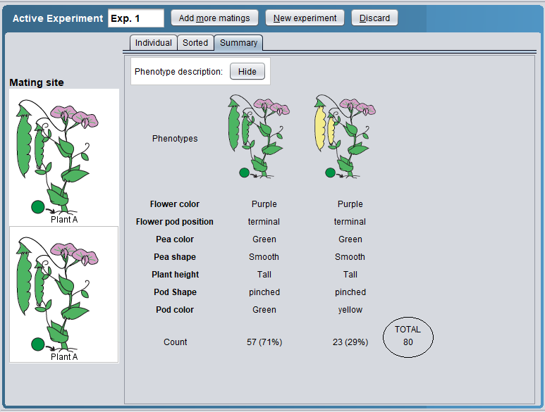 Active Experiment Exp. 1
Add more matings
New experiment
Discard
Individual Sorted Summary
Phenotype description:
Hide
Mating site
Phenotypes
Flower color
Purple
Purple
Plant A
Flower pod position
terminal
terminal
Pea color
Green
Green
Pea shape
Smooth
Smooth
Plant height
Tall
Tall
Pod Shape
pinched
pinched
Pod color
Green
yellow
ТOTAL
Count
57 (71%)
23 (29%)
80
Plant A
