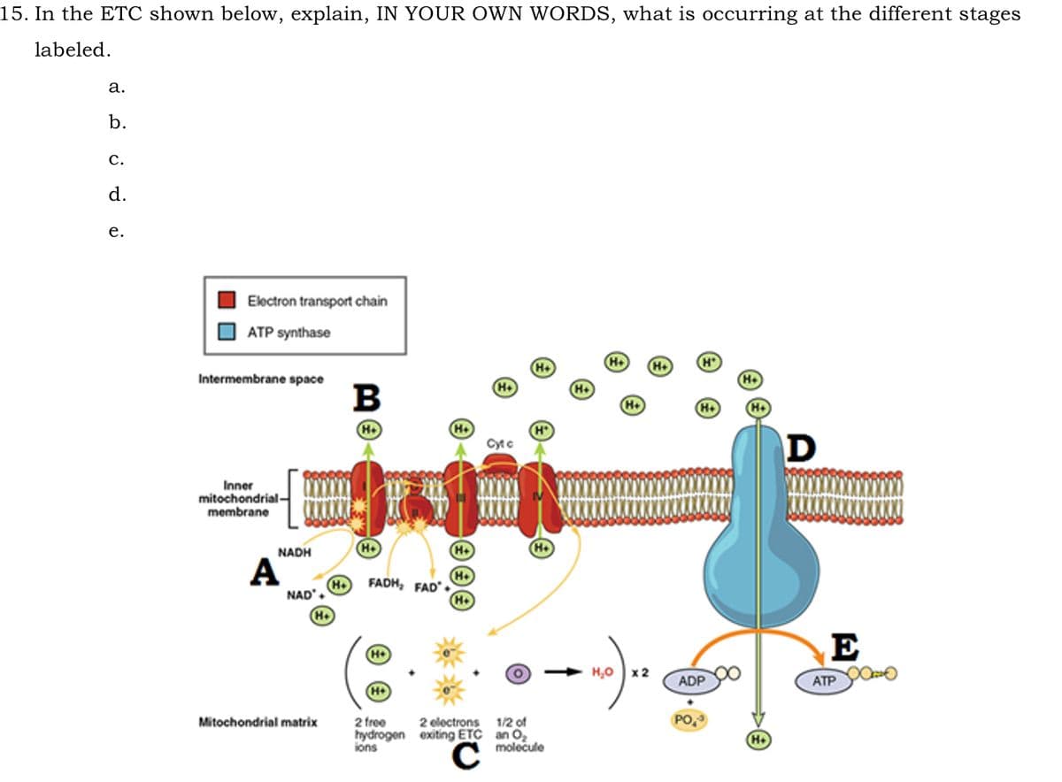 15. In the ETC shown below, explain, IN YOUR OWN WORDS, what is occurring at the different stages
labeled.
a.
b.
C.
d.
e.
Electron transport chain
ATP synthase
Intermembrane space
Inner
mitochondrial-
membrane
NADH
A
(H+
NAD +
H+
Mitochondrial matrix
B
H+
H+
(H+
FADH₂ FAD+
H+
(H+
(H+
2 free
2 electrons
hydrogen exiting ETC
ions
C
H+
H+
1/2 of
an O₂
molecule
(H+
H+
(H+
(H+
H₂O x 2
H
ADP
PO
(H
(H+
D
E
ATP