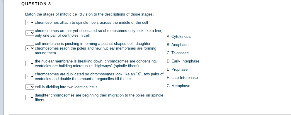 QUESTION 8
Match the stages of mitotic cell division to the descriptions of those stages.
v chromosomes attach to spindle fibers across the middle of the cell
mchromosomes are not yet duplicated so chromosomes only look like a line,
only one pair of centrioles in cell
A. Cytokinesis
cell membrane is pinching in forming a peanut-shaped cell, daughter
|- vchromosomes reach the poles and new nuclear membranes are forming
around them
B. Anaphase
C. Telophase
D. Early Interphase
the nuclear membrane is breaking down, chromosomes are condensing,
centrioles are building microtubule "highways" (spindle fibers)
E. Prophase
chromosomes are duplicated so chromosomes look like an "X", two pairs of
centrioles and double the amount of organelles fill the cell
F. Late Interphase
|- vcell is dividing into two identical cells
G. Metaphase
daughter chromosomes are beginning their migration to the poles on spindle
fibers
