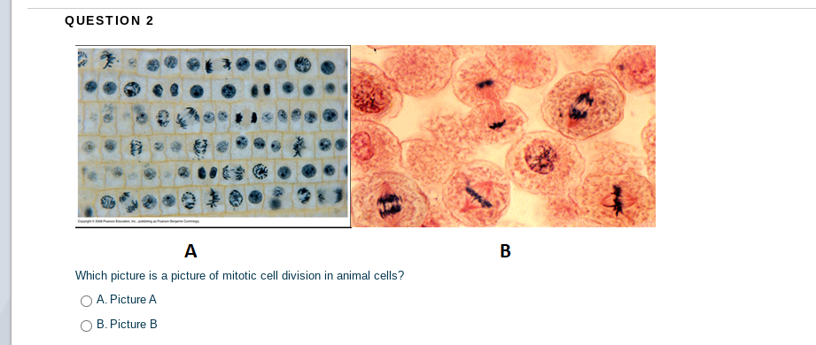QUESTION 2
A
Which picture is a picture of mitotic cell division in animal cells?
O A. Picture A
O B. Picture B
