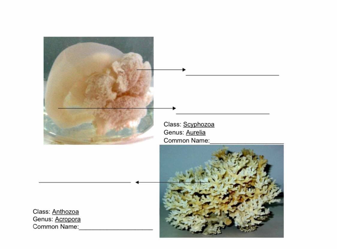 Class: Anthozoa
Genus: Acropora
Common Name:
Class: Scyphozoa
Genus: Aurelia
Common Name:__