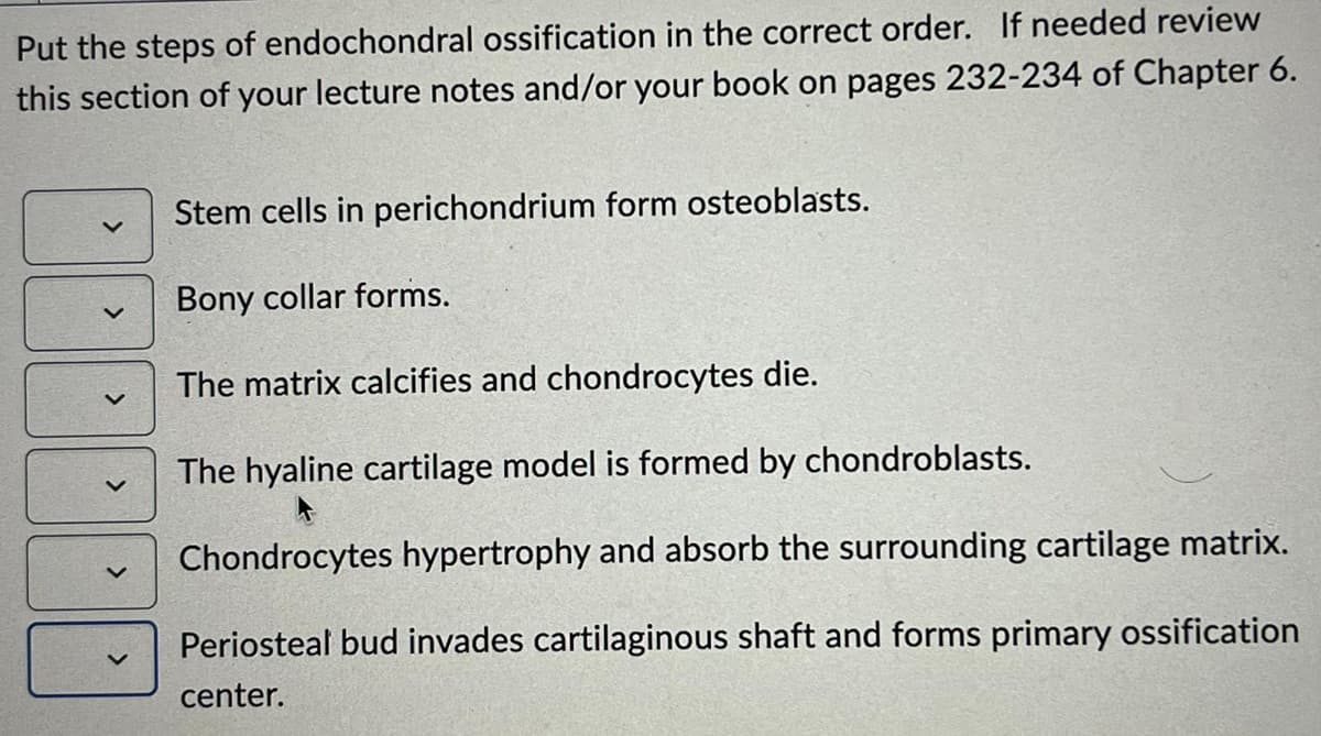 Put the steps of endochondral ossification in the correct order. If needed review
this section of your lecture notes and/or your book on pages 232-234 of Chapter 6.
>
>
<
<
>
Stem cells in perichondrium form osteoblasts.
Bony collar forms.
The matrix calcifies and chondrocytes die.
The hyaline cartilage model is formed by chondroblasts.
Chondrocytes hypertrophy and absorb the surrounding cartilage matrix.
Periosteal bud invades cartilaginous shaft and forms primary ossification
center.
