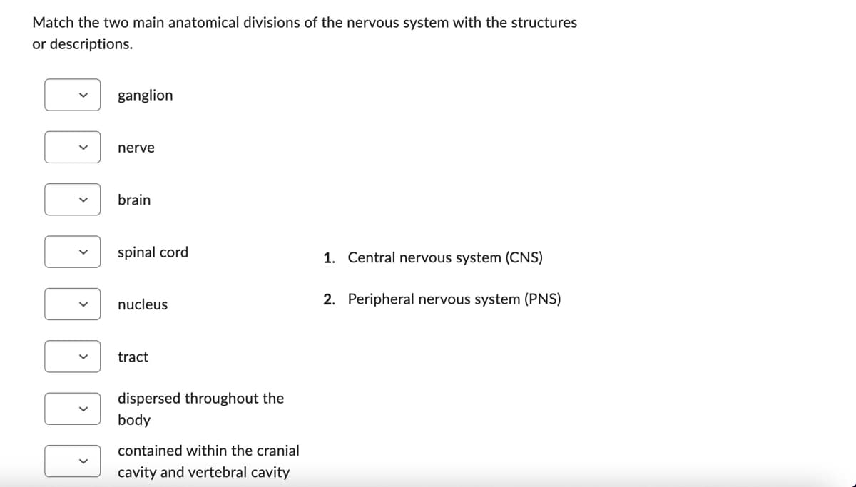 Match the two main anatomical divisions of the nervous system with the structures
or descriptions.
DDD
NOD
ganglion
nerve
brain
spinal cord
nucleus
tract
dispersed throughout the
body
contained within the cranial
cavity and vertebral cavity
1. Central nervous system (CNS)
2. Peripheral nervous system (PNS)