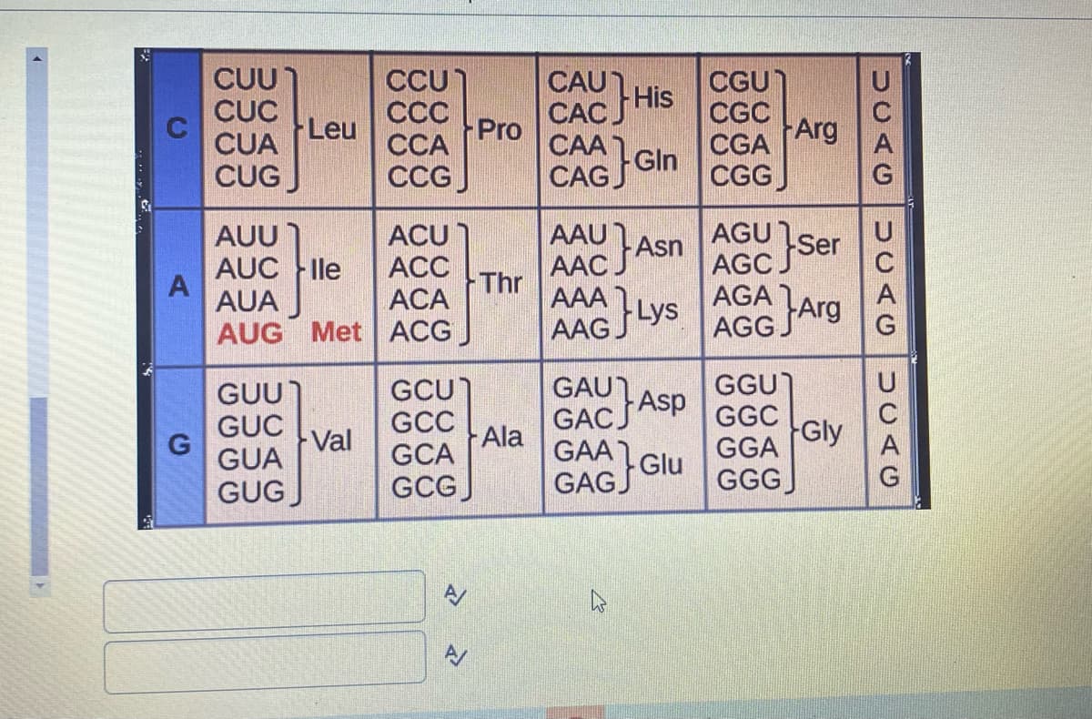 CUU
CỤC
CUA
CUG
CCU
CC
Pro
CAU
CACJ
CAA
CAG Gln
CGU
CGC
Arg
His
Leu
CCA
CGA
CCG
CGG
AAU
ACU
ACC
АСА
AGU
AGC
AUU
Ser
Asn
AAC.
AAA
AAGLYS
GAU Asp
GACS
GAA
AUC le
A
AUA
Thr
AUG Met ACG
AGG Arg
GUU)
GUC
GCU)
GCC
GCA
GGU]
GGC
Gly
G
GUA
Val
Ala
GGA
GUG
GCG
Glu
GAGJ
GGGJ
UCAG
UCAG
UCAG
