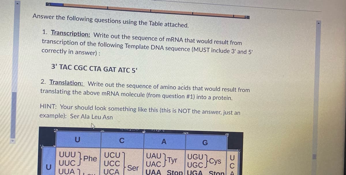 Answer the following questions using the Table attached.
1. Transcription: Write out the sequence of MRNA that would result from
transcription of the following Template DNA sequence (MUST include 3' and 5'
correctly in answer) :
3' TAC CGC CTA GAT ATC 5'
2. Translation: Write out the sequence of amino acids that would result from
translating the above MRNA molecule (from question #1) into a protein.
HINT: Your should look something like this (this is NOT the answer, just an
example): Ser Ala Leu Asn
UAUTY.
UAC J
UAA Stop UGA Ston
UUUPhe
UCU
UCC
UGU)
UGC Cys
UUC
UUA )
Ser
UCA
