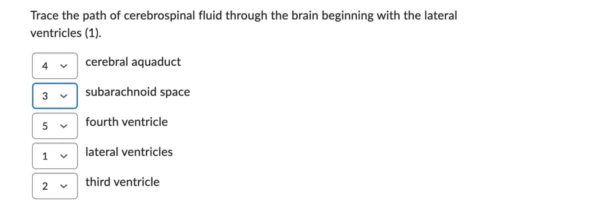 Trace the path of cerebrospinal fluid through the brain beginning with the lateral
ventricles (1).
cerebral aquaduct
4
3
5
1
2
subarachnoid space
fourth ventricle
lateral ventricles
third ventricle