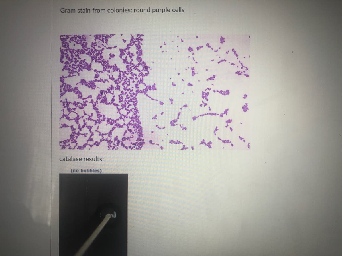 Gram stain from colonies: round purple cells
catalase results:
(no bubbles)
