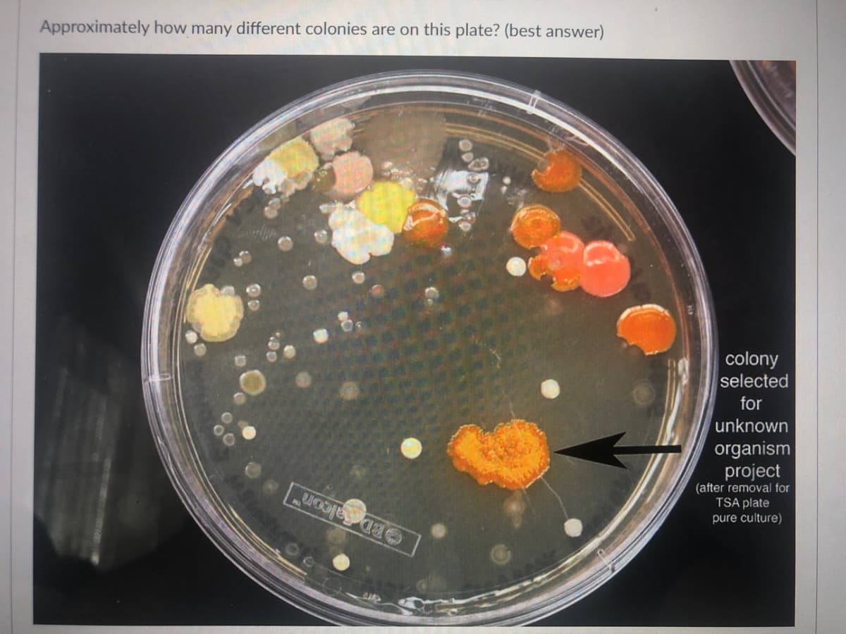Approximately how many different colonies are on this plate? (best answer)
colony
selected
for
unknown
organism
project
(after removal for
TSA plate
pure culture)
OEDalcon
