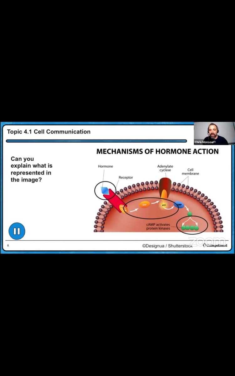 Topic 4.1 Cell Communication
Chris Monsourh
MECHANISMS OF HORMONE ACTION
Can you
explain what is
represented in
the image?
Adenylate
cyclase
Hormone
Cll
membrane
Receptor
0000
CAMP activates
protein kinases
©Designua / Shutterstock
CollegeEoard
