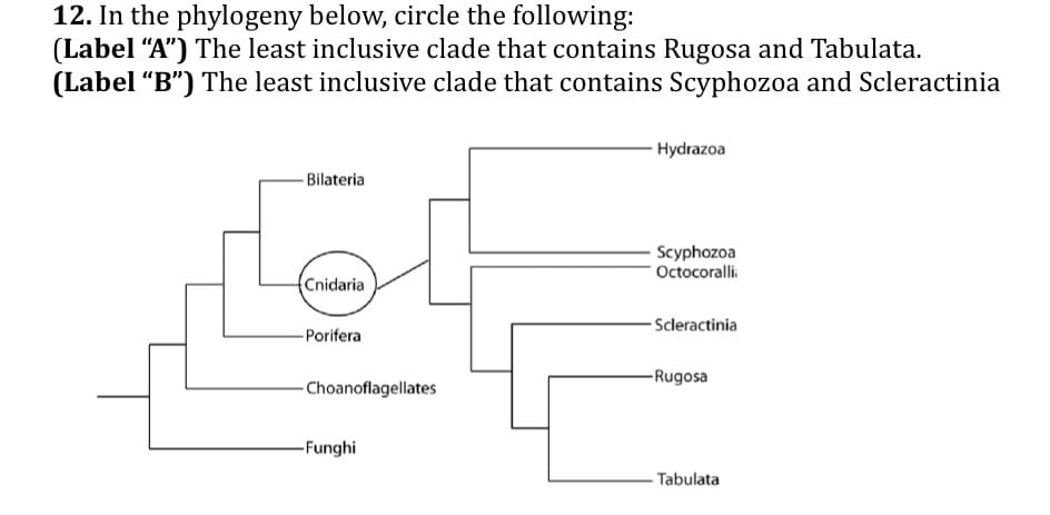 12. In the phylogeny below, circle the following:
(Label "A") The least inclusive clade that contains Rugosa and Tabulata.
(Label "B") The least inclusive clade that contains Scyphozoa and Scleractinia
-Bilateria
Cnidaria
-Porifera
-Choanoflagellates
-Funghi
Hydrazoa
Scyphozoa
Octocoralli
Scleractinia
-Rugosa
- Tabulata