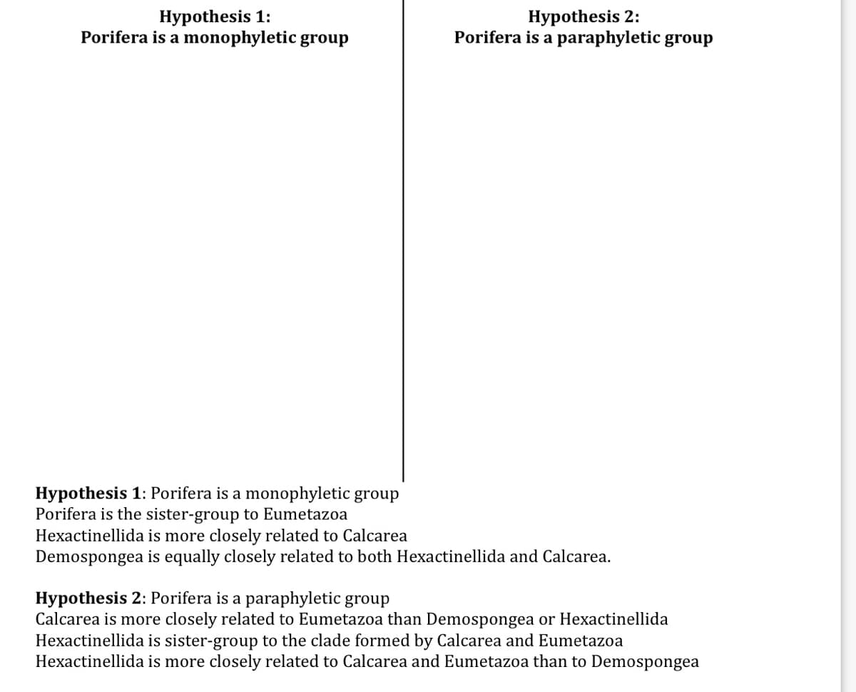 Hypothesis 1:
Porifera is a monophyletic group
Hypothesis 2:
Porifera is a paraphyletic group
Hypothesis 1: Porifera is a monophyletic group
Porifera is the sister-group to Eumetazoa
Hexactinellida is more closely related to Calcarea
Demospongea is equally closely related to both Hexactinellida and Calcarea.
Hypothesis 2: Porifera is a paraphyletic group
Calcarea is more closely related to Eumetazoa than Demospongea or Hexactinellida
Hexactinellida is sister-group to the clade formed by Calcarea and Eumetazoa
Hexactinellida is more closely related to Calcarea and Eumetazoa than to Demospongea