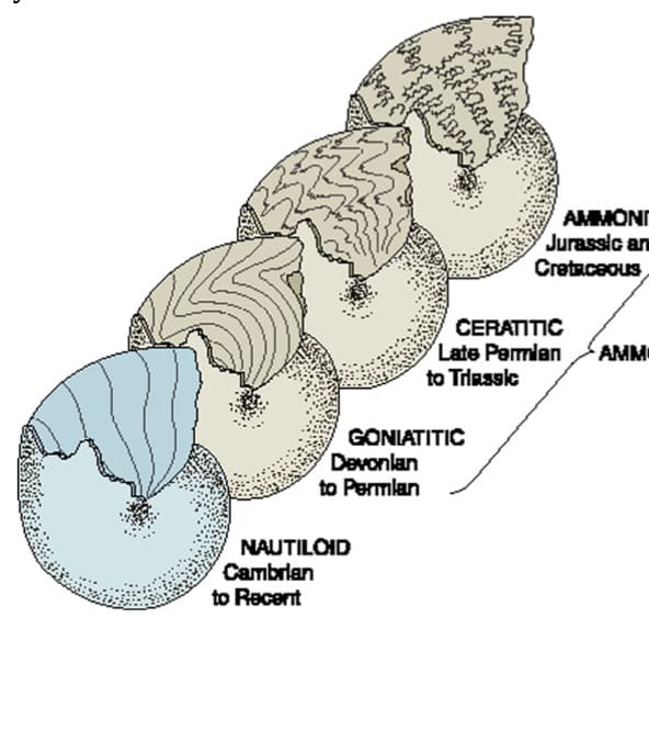 Cambrian
1730
to Recent
NAUTILOID
GONIATITIC
Devonlan
to Permlan
AMMONI
Jurassic an
Cretaceous
CERATITIC
Late Permian
to Triassic
AMM