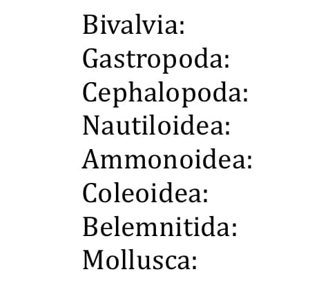 Bivalvia:
Gastropoda:
Cephalopoda:
Nautiloidea:
Ammonoidea:
Coleoidea:
Belemnitida:
Mollusca: