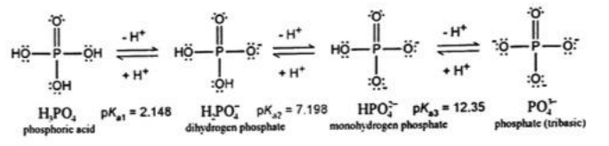 HO- -P-ÖH
:OH
H,PO
phosphoric acid
H*
H*
pK.; = 2.148
H*
HÖ-P-O
OH
H.PO pK = 7.198
dihydrogen phosphate
Hö-
–
H+
+
-P-
30:
PO
phosphale (tribusic)
HPOT pK.. = 12.35
monohydrogen phosphate