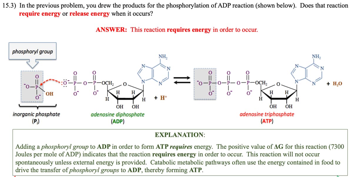 15.3) In the previous problem, you drew the products for the phosphorylation of ADP reaction (shown below). Does that reaction
require energy or release energy when it occurs?
ANSWER: This reaction requires energy in order to occur.
phosphoryl group
OH
inorganic phosphate
(P₁)
0=2-0
O
0=4-'0
P-OCH₂
H
H
O
H
N
H
OH OH
adenosine diphosphate
(ADP)
NH₂
+ H+
fol
O-P-O
O
-OCH₂
H
H
O
H
N
OH OH
adenosine triphosphate
(ATP)
H
NH₂
+ H₂O
EXPLANATION:
Adding a phosphoryl group to ADP in order to form ATP requires energy. The positive value of AG for this reaction (7300
Joules per mole of ADP) indicates that the reaction requires energy in order to occur. This reaction will not occur
spontaneously unless external energy is provided. Catabolic metabolic pathways often use the energy contained in food to
drive the transfer of phosphoryl groups to ADP, thereby forming ATP.