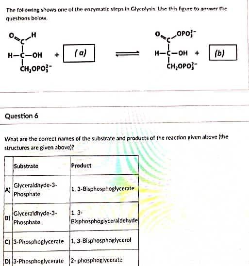 The following shows one of the enzymatic steps in Glycolysis. Use this figure to answer the
questions below.
OCH
OPO}-
(a)
H-C-OH
1.
CH,OPO}
H-C-OH + (b)
CH,OPO
Question 6
What are the correct names of the substrate and products of the reaction given above (the
structures are given above)?
Substrate
Product
Glyceraldhyde-3-
1,3-Bisphosphoglycerate
Phosphate
Glyceraldhyde-3-
1,3-
B)
Phosphate
Bisphosphoglyceraldehyde
C) 3-Phosphoglycerate 1.3-Bisphosphoglycerol
D) 3-Phosphoglycerate 2-phosphoglycerate
(A)
+