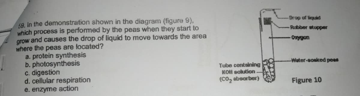 59. In the demonstration shown in the diagram (figure 9),
which process is performed by the peas when they start to
grow and causes the drop of liquid to move towards the area
where the peas are located?
a. protein synthesis
b. photosynthesis
c. digestion
d. cellular respiration
e. enzyme action
Drop of liquid
Rubber stopper
Orygen
Water-soaked pees
Tube contsining
KOH solution
(CO, absorber)
Figure 10
