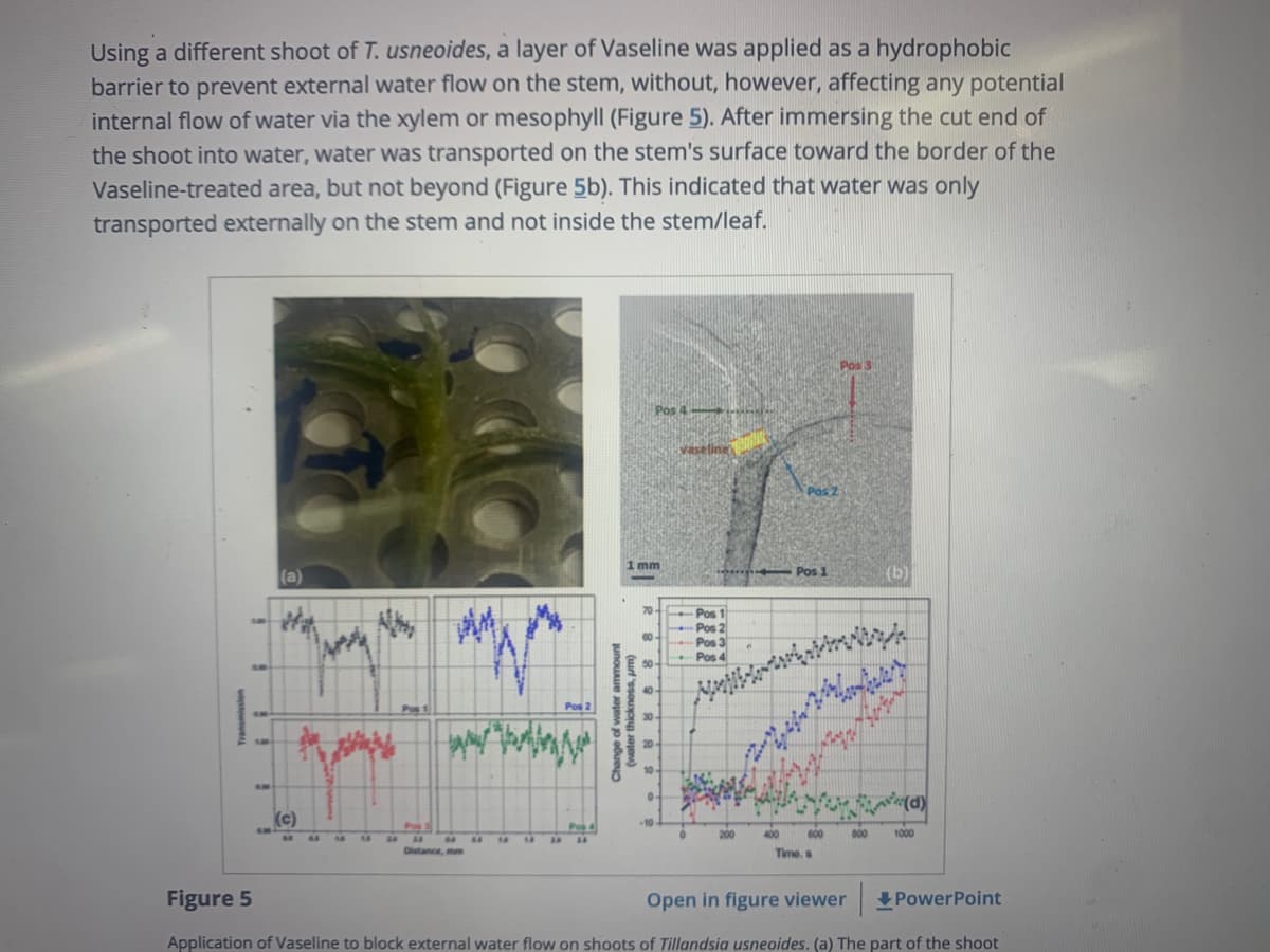 Using a different shoot of T. usneoides, a layer of Vaseline was applied as a hydrophobic
barrier to prevent external water flow on the stem, without, however, affecting any potential
internal flow of water via the xylem or mesophyll (Figure 5). After immersing the cut end of
the shoot into water, water was transported on the stem's surface toward the border of the
Vaseline-treated area, but not beyond (Figure 5b). This indicated that water was only
transported externally on the stem and not inside the stem/leaf.
Pos
Pos 4
Vaseline
Pos 2
mm
(a)
Pos 1
70
Pos 1
Pos 2
Pos 3
Pos 4
50
60-
(d)
(c)
Pos3
Pos 4
200
600
800
1000
Distance, mm
Time. s
Figure 5
Open in figure viewer
+PowerPoint
Application of Vaseline to block external water flow on shoots of Tillandsia usneoides. (a) The part of the shoot
Change o
(water thickness, um)
