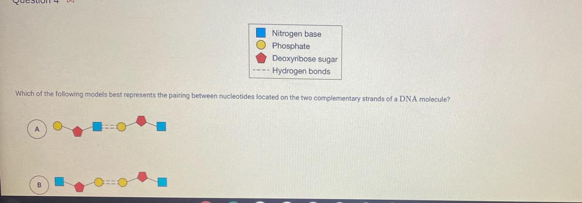 Nitrogen base
O Phosphate
Deoxyribose sugar
Hydrogen bonds
Which of the following models best represents the pairing between nucleotides located on the two complementary strands of a DNA molecule?
