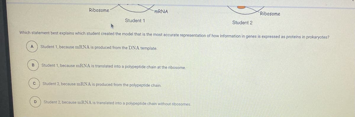 Ribosome
MRNA
Ribosome
Student 1
Student 2
Which statement best explains which student created the model that is the most accurate representation of how information in genes is expressed as proteins in prokaryotes?
A
Student 1, because mRNA is produced from the DNA template.
B
Student 1, because mRNA is translated into a polypeptide chain at the ribosome.
Student 2, because mRNA is produced from the polypeptide chain.
D
Student 2, because mRNA is translated into a polypeptide chain without ribosomes.
