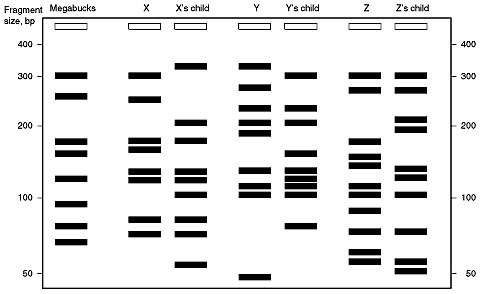 Fragment Megabucks
size, bp
X's child
Y
Y's child
Z's child
400
400
300
300
200
200
100
100
50
50
N
