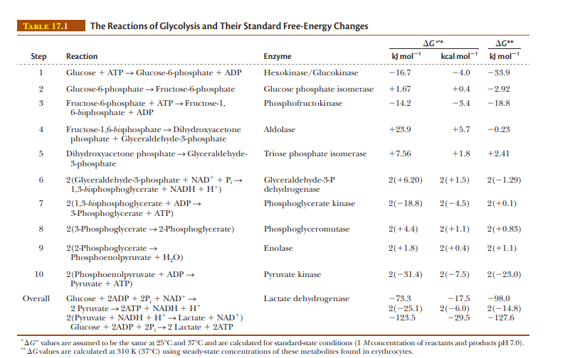 TABLE 17.1
The Reactions of Glycolysis and Their Standard Free-Energy Changes
AG*
AG**
Step
k) mol-
kcal mol- kJ mol-
Reaction
Enzyme
1
Glucose + ATP → Glucose-6-phosphate + ADP
Hexokinase/Glucokinase
-16.7
-4.0
-33,9
Glucose-6-phosphate → Fructose-6-phosphate
Glucose phosphate isomerase
+1.67
+0.4
-2.92
-3.4
Fructose-6-phosphate + ATP → Fructose-1,
6-bisphosphate + ADP
Phosphofructokinase
-14.2
-18.8
4
+5.7
Fructose-1,6-bisphosphate → Dihydroxyacetone
phosphate + Glyceraldehyde-3-phosphate
Aldolase
+23.9
-0.23
+7.56
Dihydroxyacetone phosphate → Glyceraldehyde-
3-phosphate
Triose phosphate isomerase
+1.8
+2.41
2(Glyceraldehyde-3-phosphate + NAD* + P, →
1,3-bisphosphoglycerate + NADH + H*)
2(-1.29)
Glyceraldehyde-3-P
dehydrogenase
2(+6.20)
2(+1.5)
7
2(+0.1)
2(1,3-bisphosphoglycerate + ADP →
3-Phosphoglycerate + ATP)
Phosphoglycerate kinase
2(-18.8)
2(-4.5)
2(3-Phosphoglycerate → 2-Phosphoglycerate)
Phosphoglyceromutase
2(+4.4)
2(+1.1)
2(+0.83)
2(2-Phosphoglycerate →
Phosphoenolpyruvate + H,O)
Enolase
2(+1.8)
2(+0.4)
2(+1.1)
10
2(Phosphoenolpyruvate + ADP →
Ругuvate + ATP)
Pyruvate kinase
2(-31.4)
2(-7.5)
2(-23.0)
-73.3
2(-25.1)
Overall
-17.5
Glucose + 2ADP + 2P, + NAD+ →
2 Pyruvate 2ATP + NADH + H*
2(Pyruvate + NADH + H* →Lactate + NAD*)
Glucose + 2ADP + 2P, →2 Lactate + 2ATP
Lactate dehydrogenase
-98.0
2(-6.0)
-29.5
2(-14.8)
-127.6
-123.5
AG" values are assumed to be the same at 25°Cand 37°C and are calculated for standard-state conditions (1 Mconcentration of reactants and products pH 7.0).
AG values are calculated at 310 K (37°C) using steady-state concentrations of these metabolites found in erythrocytes.
