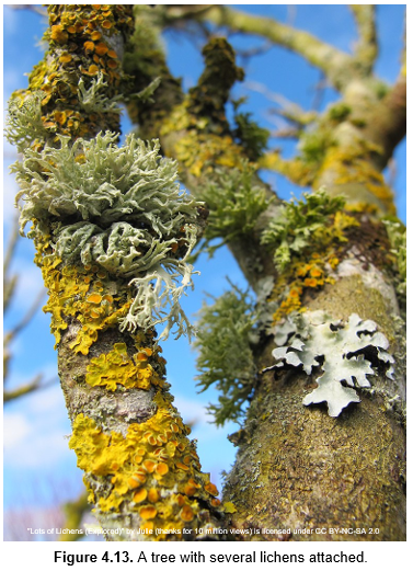 "Lats of Lichens ccady by Jute thenks for 10 mton views) is foensed under C BY-NC-SA 20
Figure 4.13. A tree with several lichens attached.
