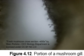 "Fresh mushroom cross section -400x" by
Marc Perkins - OCC Bialogy Department is
licensed under CC BY-NC 2.0
Figure 4.12. Portion of a mushroom gill.
