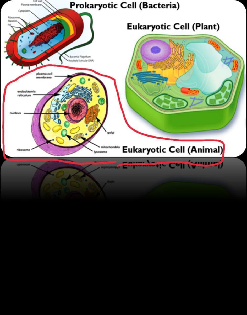 Prokaryotic Cell (Bacteria)
Plasma membrane
Cytoplasm
Rbosomes
Plasmid
Eukaryotic Cell (Plant)
ctal agellum
Nucleoid icircular DNA
plasma cell
membrane
endoplasmic
reticulum
nucleus
Eukaryotic Cell (Animal)
mitochondria
ribosome
lysosome
