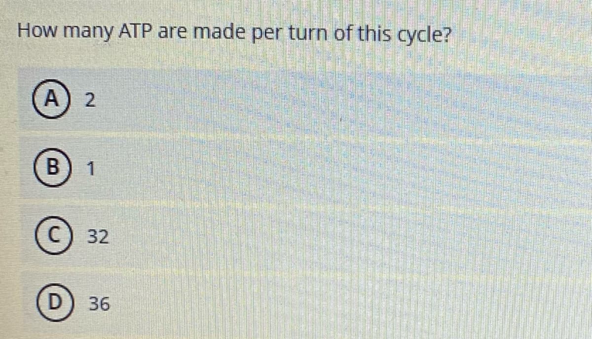 How many ATP are made per turn of this cycle?
A
1
32
D
36
B.
