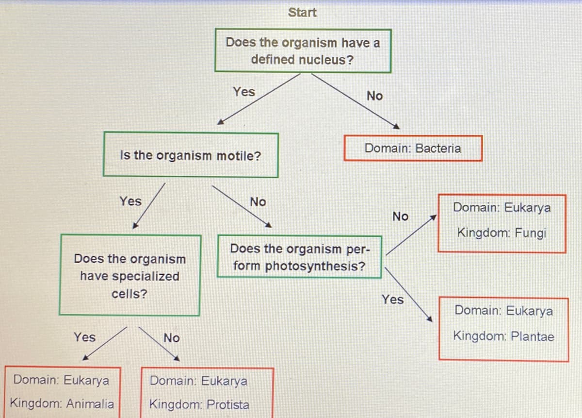 Start
Does the organism have a
defined nucleus?
Yes
No
Domain: Bacteria
Is the organism motile?
Yes
No
Domain: Eukarya
No
Kingdom: Fungi
Does the organism per-
Does the organism
have specialized
form photosynthesis?
cells?
Yes
Domain: Eukarya
Yes
No
Kingdom: Plantae
Domain: Eukarya
Domain: Eukarya
Kingdom: Animalia
Kingdom: Protista
